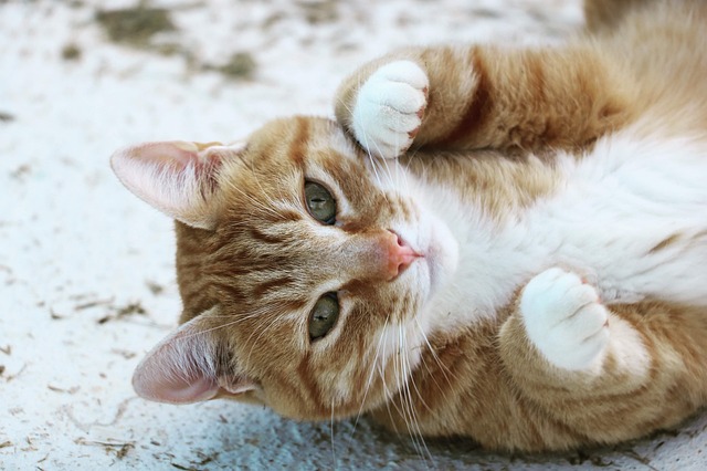 Cats