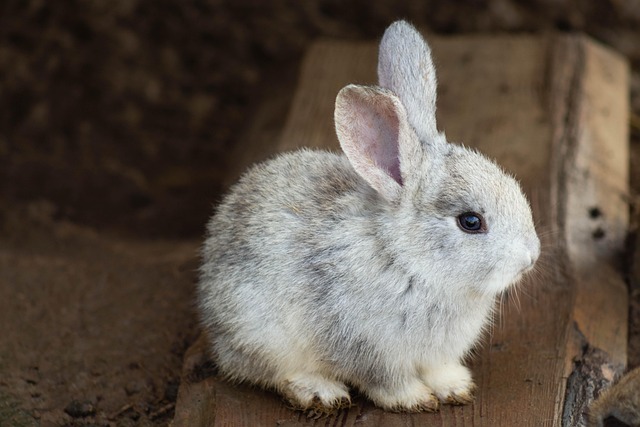 Rabbits